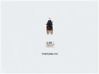 藏品(雙翅目)的圖片